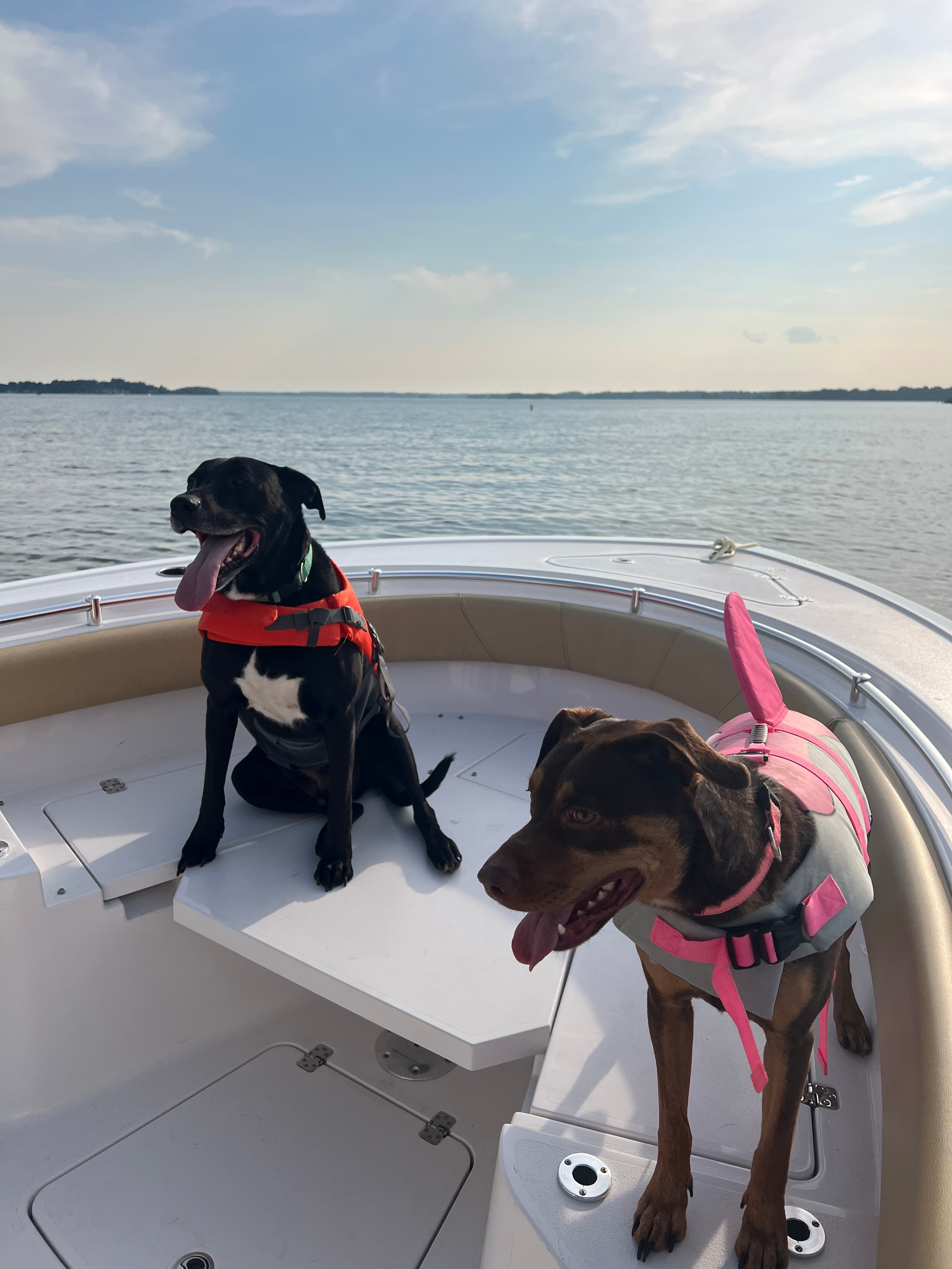 Two dogs in life jackets enjoying the lake